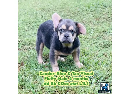 a small french bulldog puppy standing on grass